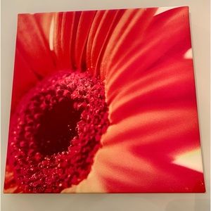 Beautiful Flower Canvas
